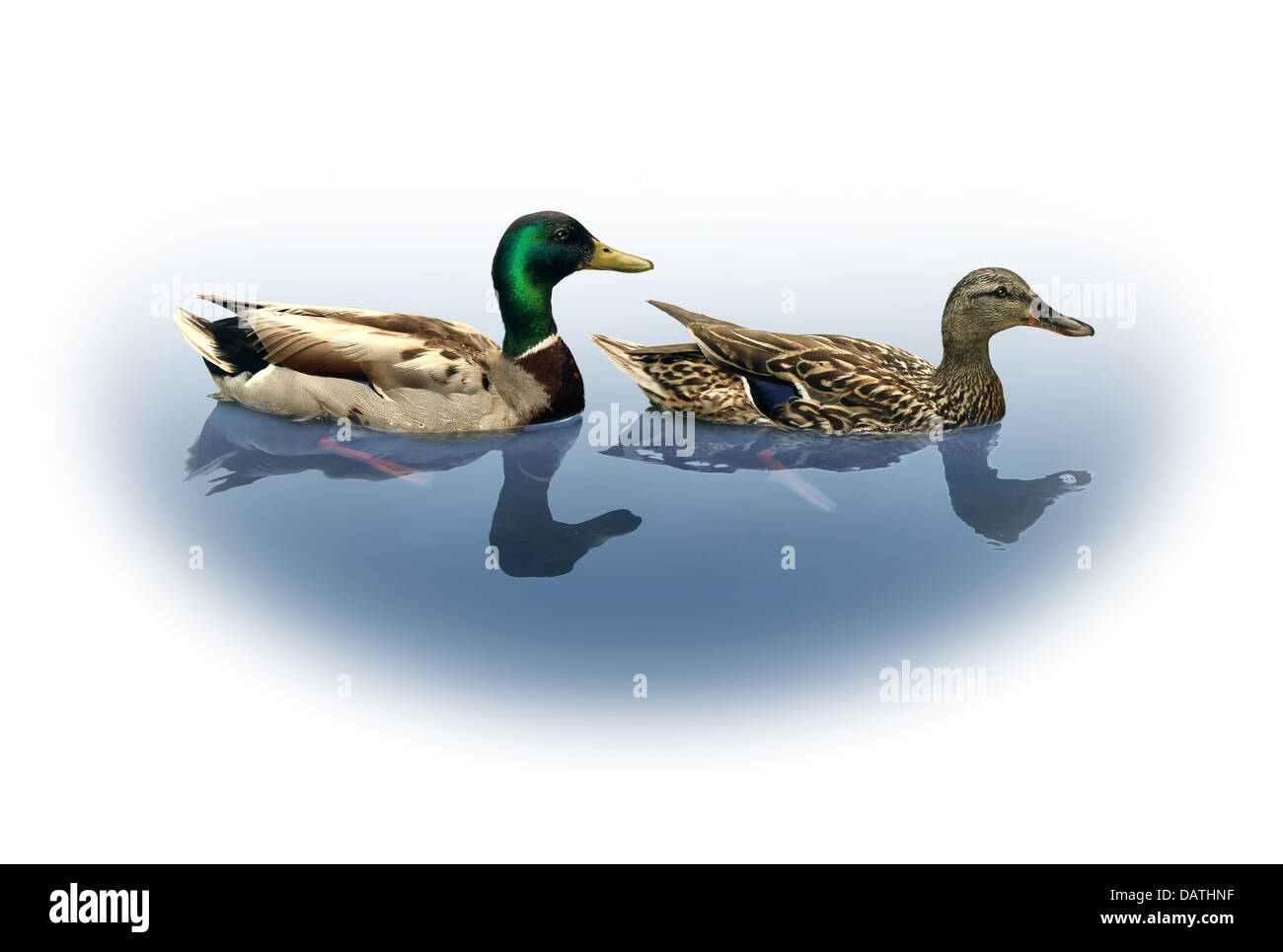 Mallard duck male female mating Cut Out Stock Images & Pictures Alamy