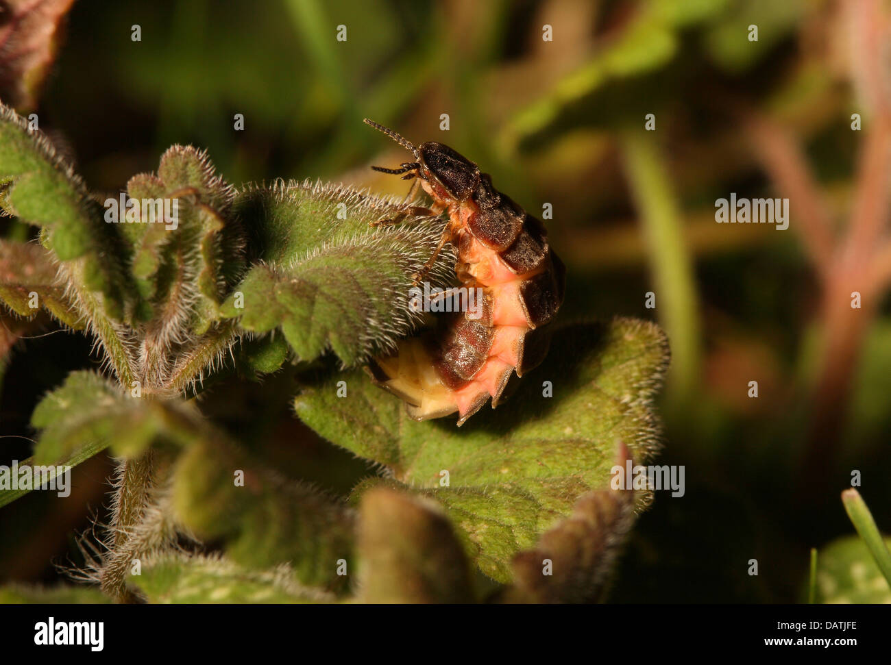 A female GlowWorm photographed with flash Stock Photo Alamy