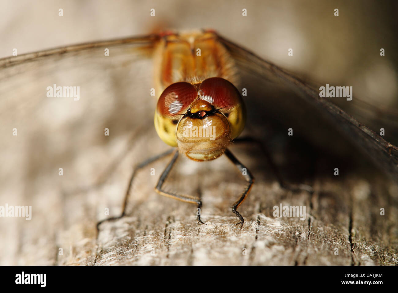 Closeup of a Common Darter dragonfly Stock Photo