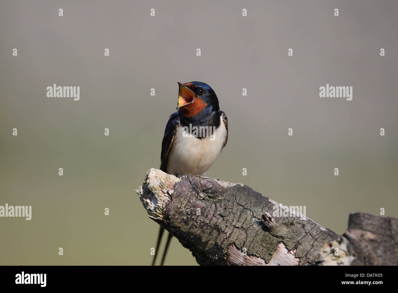 Swallow perched on dead branch showing barbs in the roof of its mouth Stock Photo