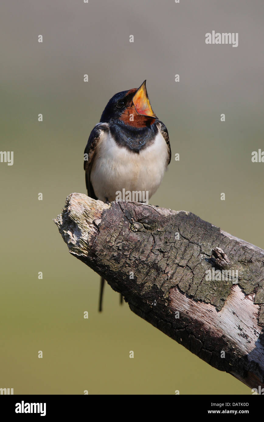 Swallow perched on dead branch showing barbs in the roof of its mouth Stock Photo