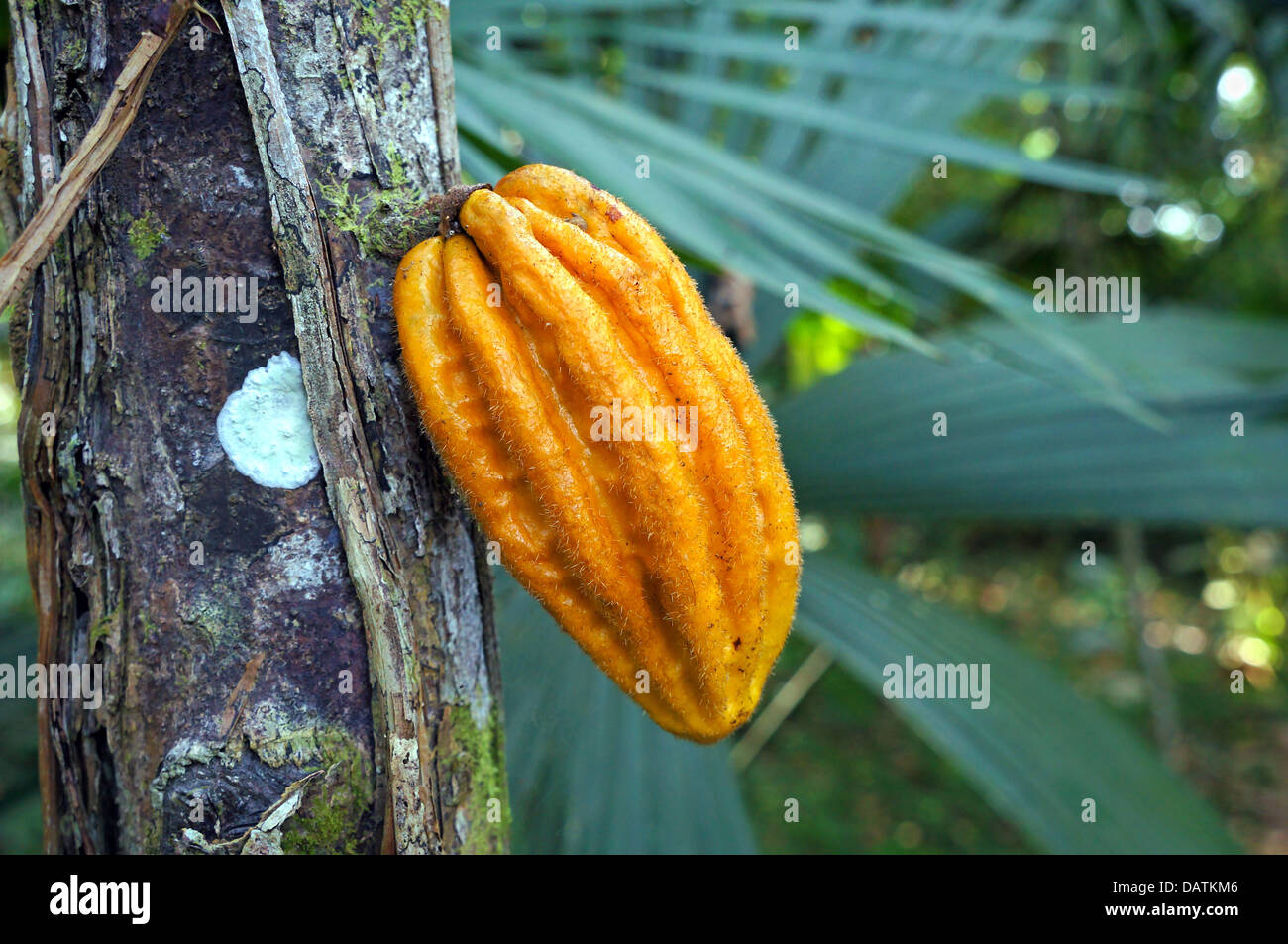 Monkey cocoa pod, Herrania purpurea, on its tree in the jungle, Bocas del Toro, Central America, Panama Stock Photo