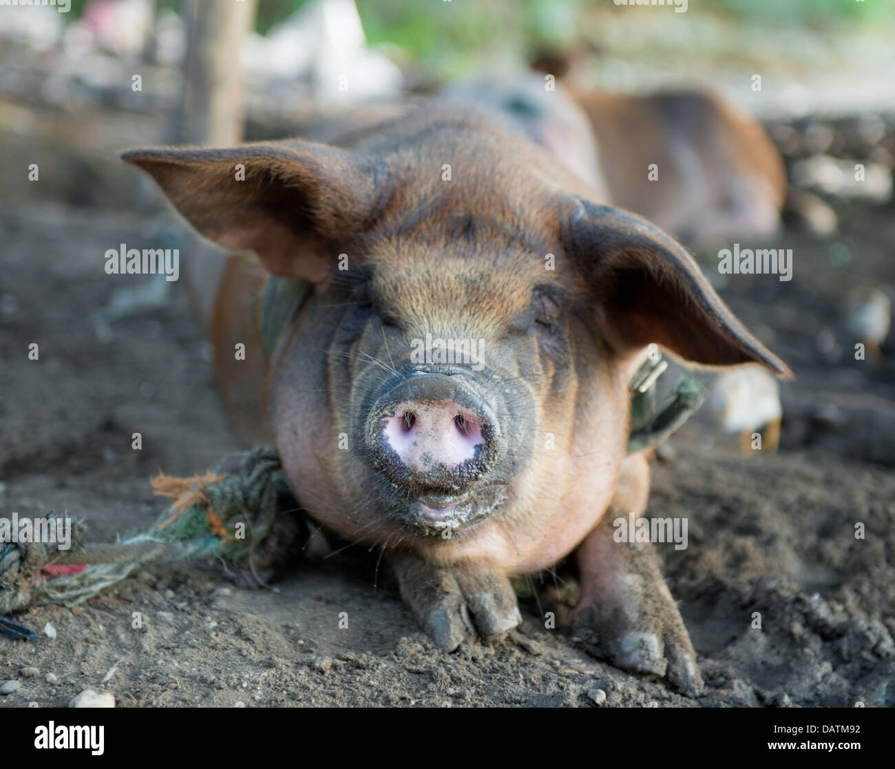 Dirty pigs Stock Photo