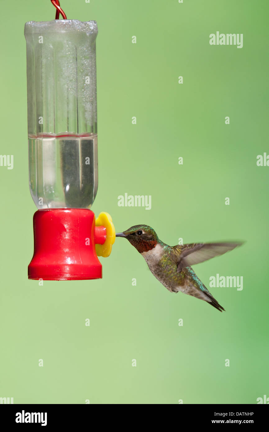 Ruby-throated Hummingbird at Feeder - vertical bird Ornithology Science Nature Wildlife Environment Stock Photo