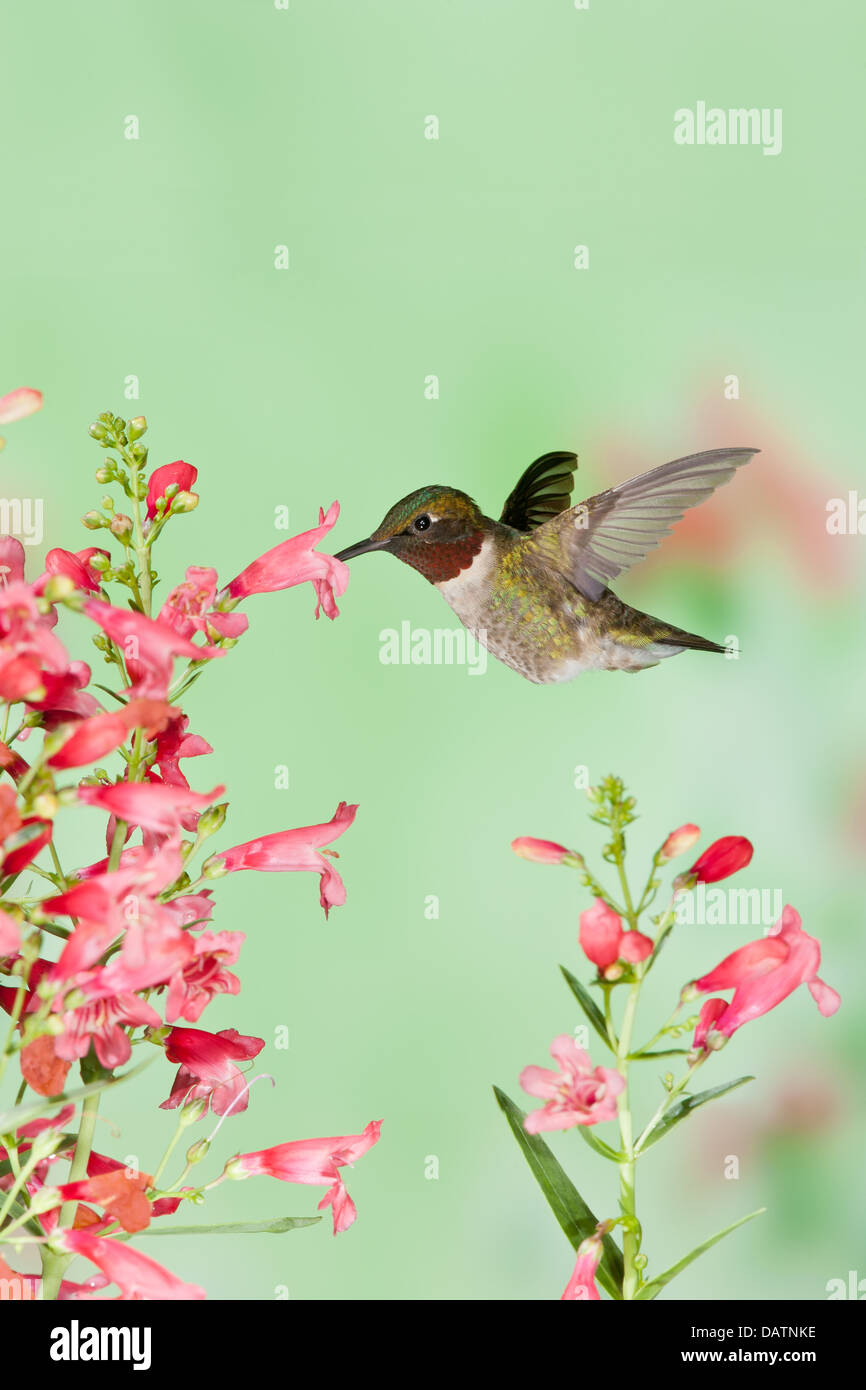 Male Ruby-throated Hummingbird seeking nectar from Penstemon Flowers - vertical bird Ornithology Science Nature Wildlife Environment Stock Photo