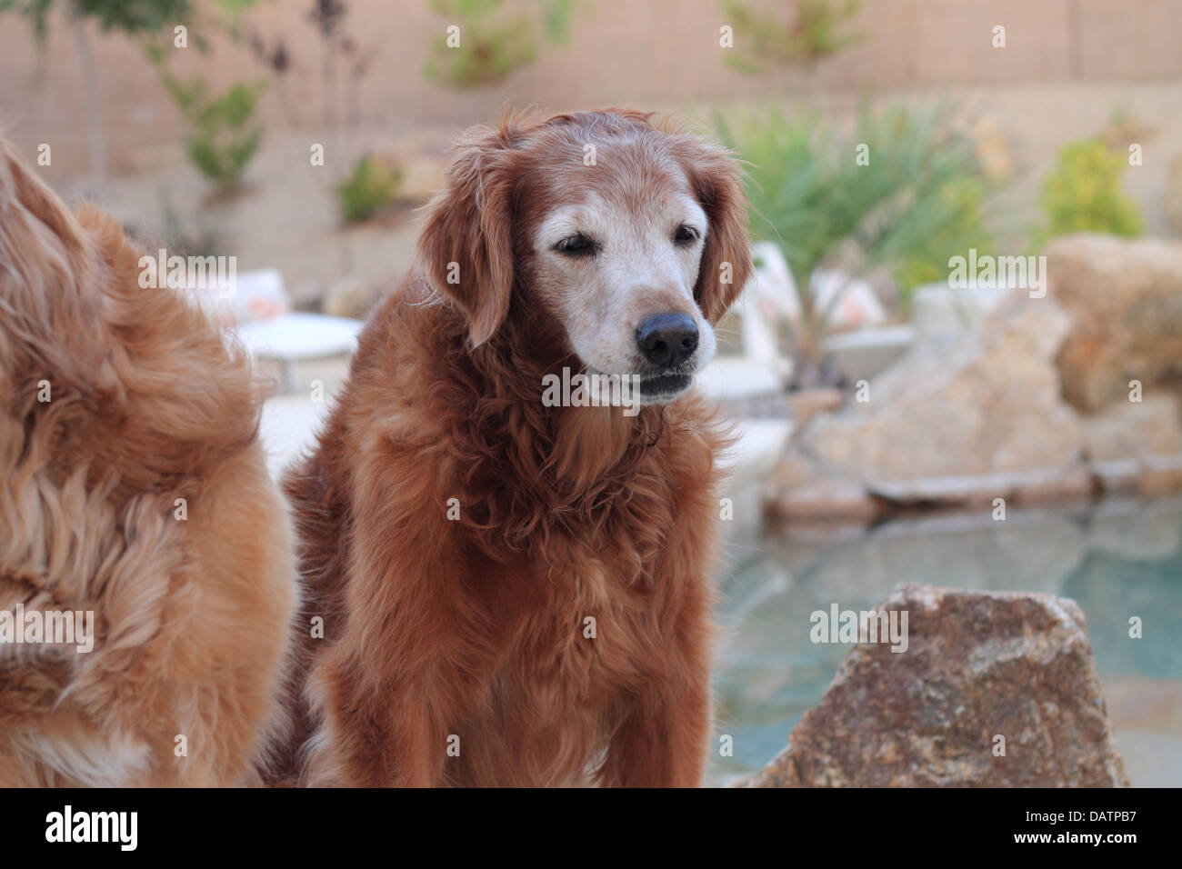 Female senior golden retriever sitting by the pool outdoors in las