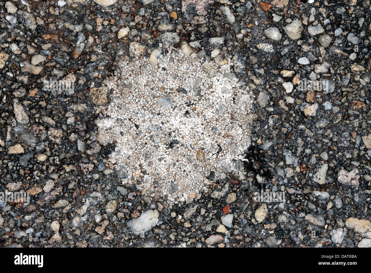 Close-up of Chewing Gum Lichen  growin on driveway-  Lecanora muralis-  Family Lecanoriaceae Stock Photo