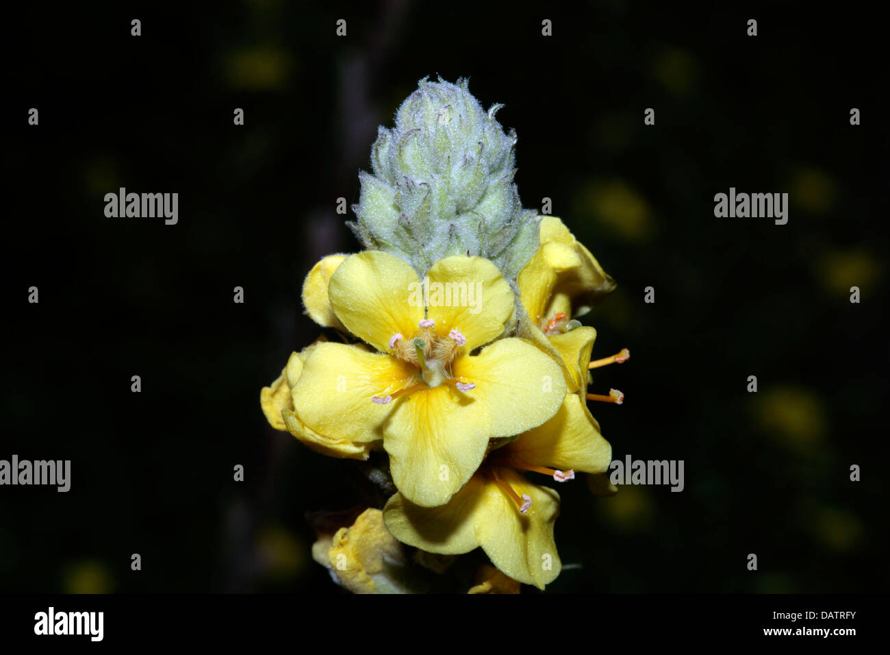 Great / Common Mullein- Verbascum thapsus- Family Scrophulariaceae Stock Photo
