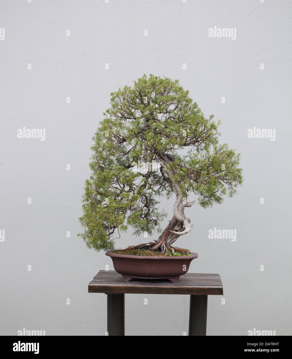 Bonsai garden hires stock photography and images Alamy