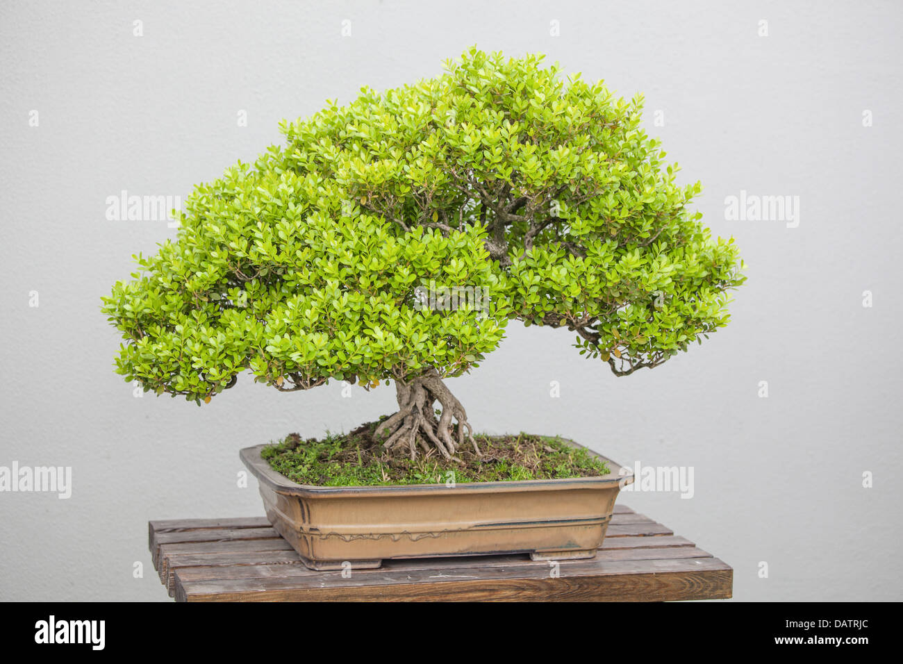 a wide variety of bonsai plants are placed in the flower garden Stock Photo