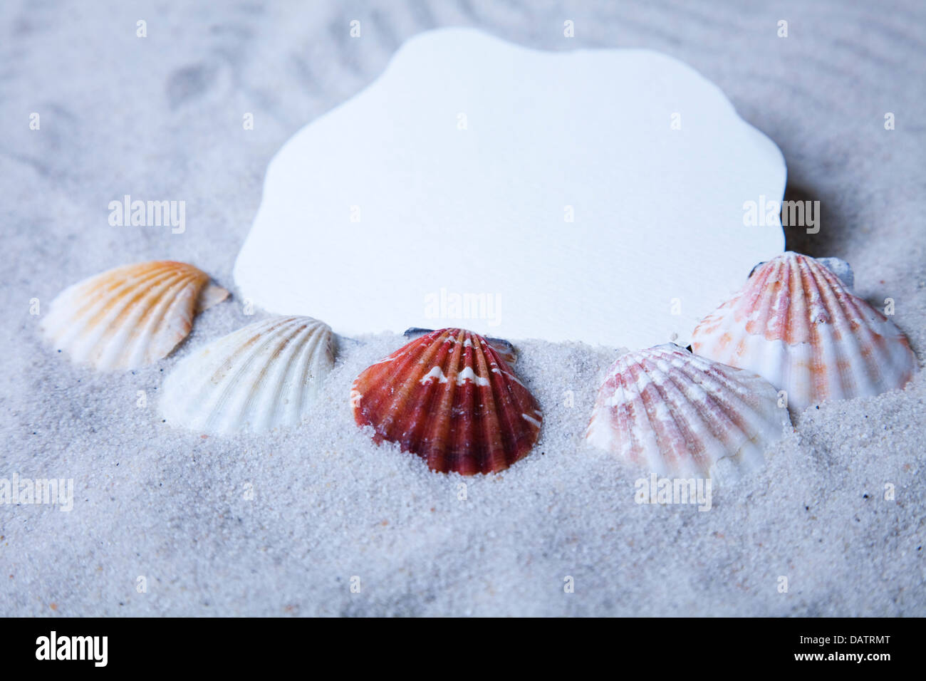 Frame made from shells Stock Photo - Alamy