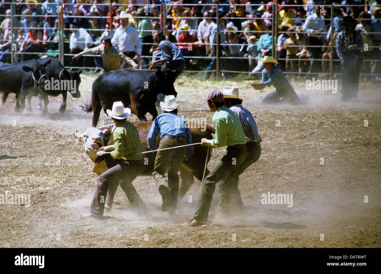 Guerneville, California. Cowboys rope cows in cow roping event at