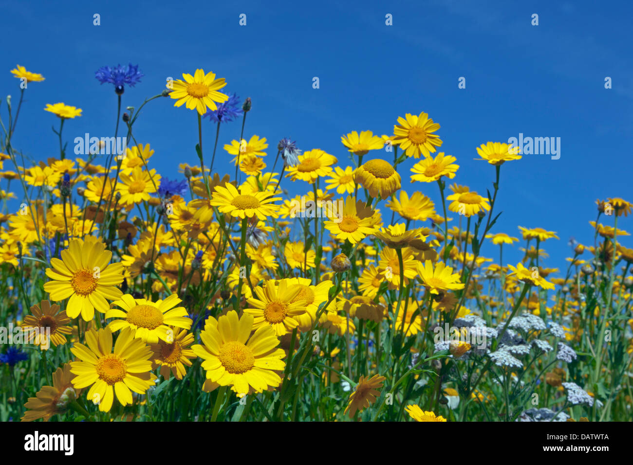 Corn Marigold Chrysanthemum segetum Stock Photo Alamy