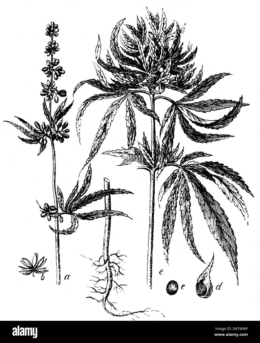 botany, hemp (cannabis), feminine and male plants, blossoms, roots and ...