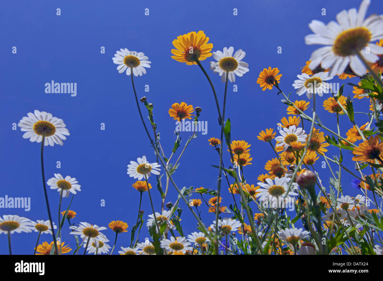 wildflower meadow in summer. corn marigolds Glebionis segetum chamomile