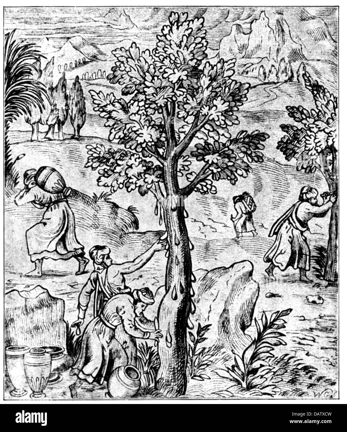 agriculture, incense, collecting of the incense in Arabia, woodcut