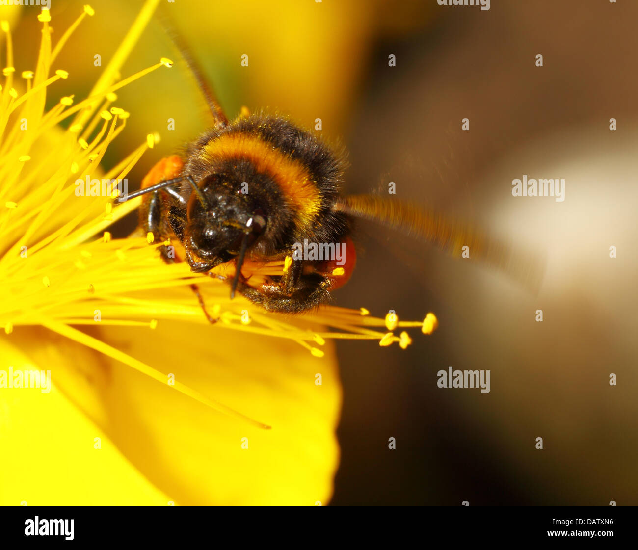 Bee gathering pollen from flowers Stock Photo Alamy