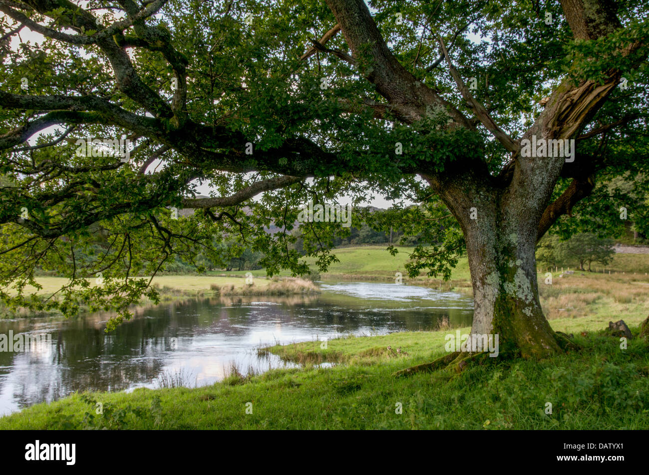 River Oak Tree High Resolution Stock Photography and Images Alamy