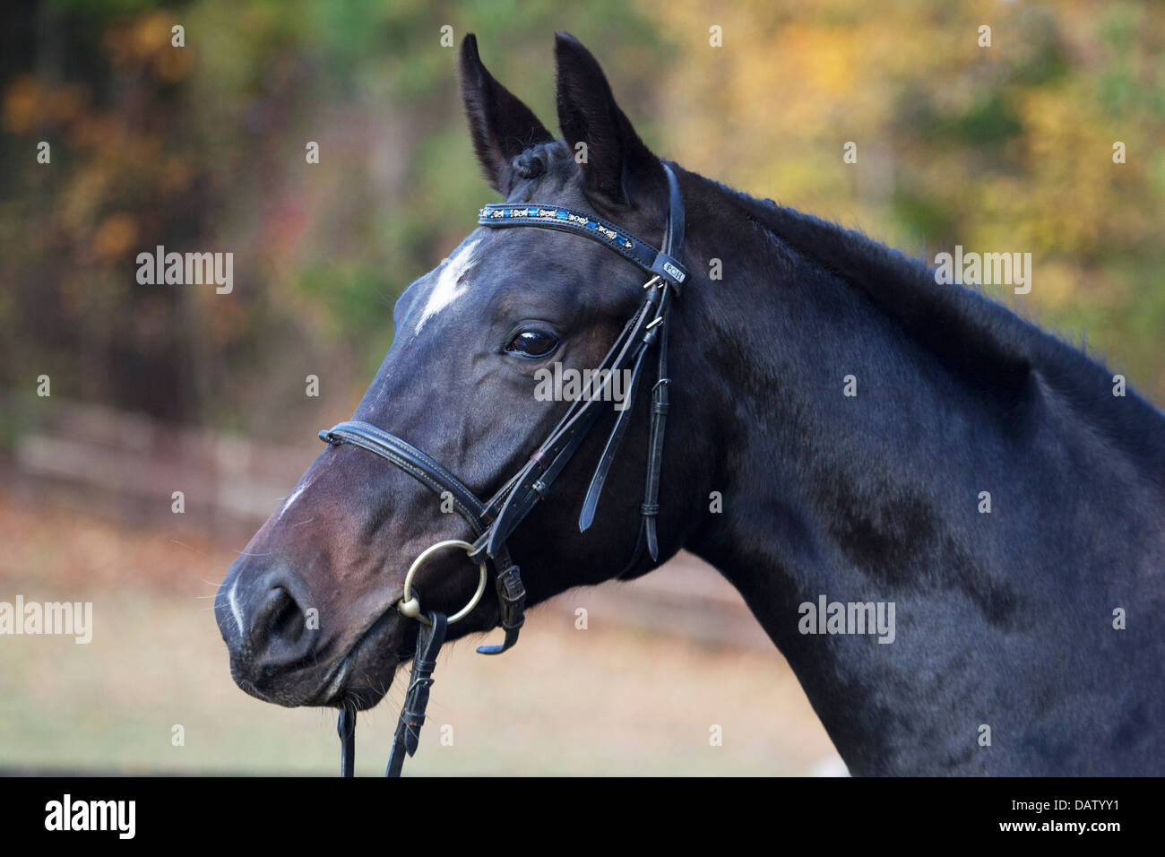 Show horse wearing bridle with ears perked Stock Photo Alamy