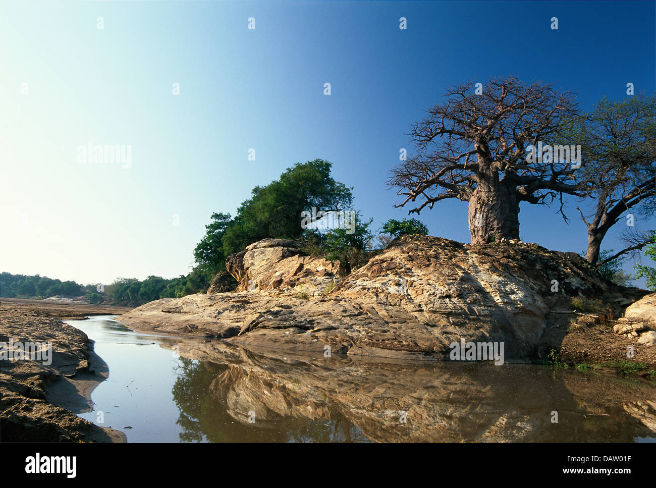 A Baobab Tree standing at the confluence of the Sashe and Limpopo ...