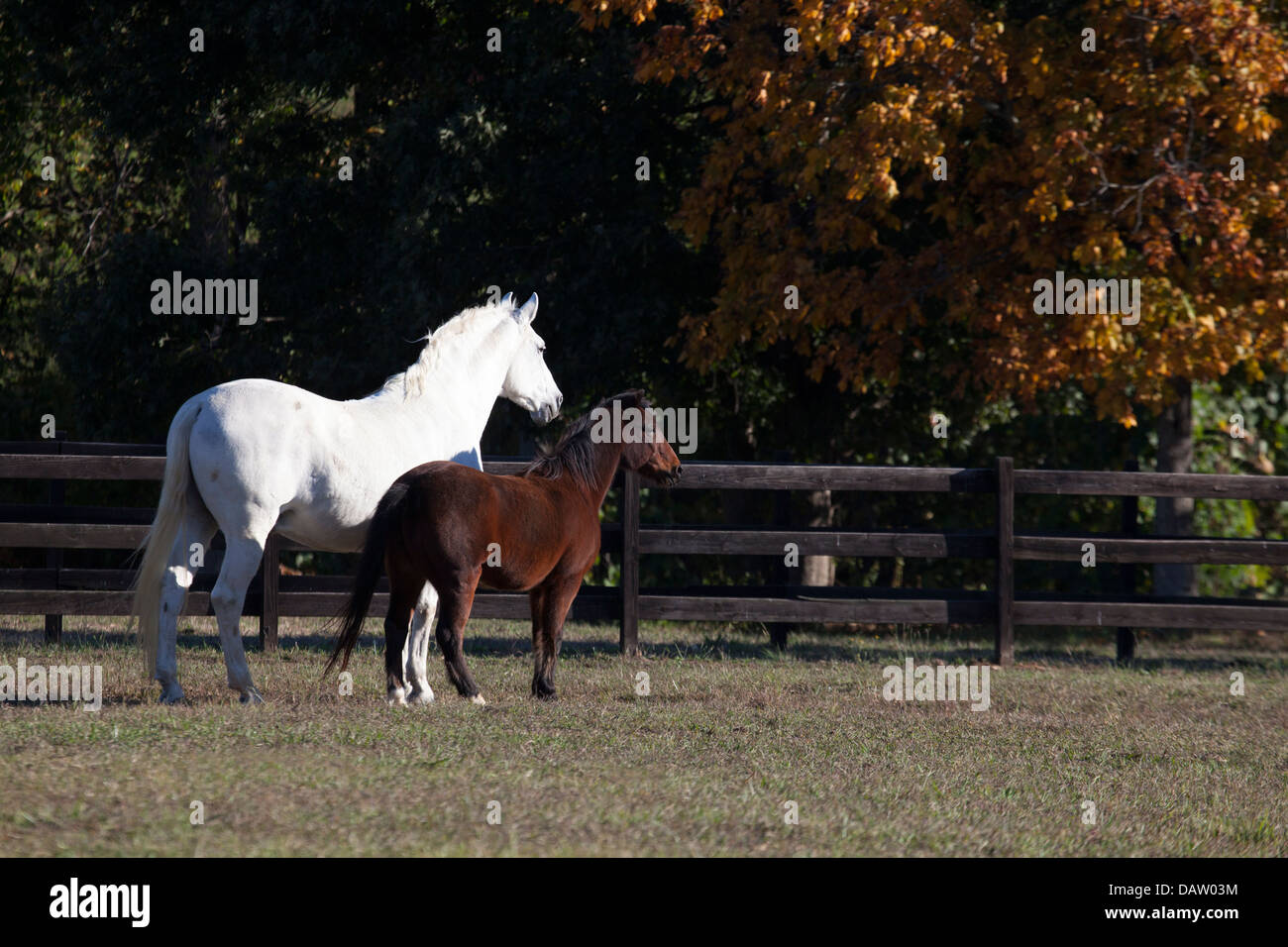 Gray Andalusian horse and bay pony in paddock Stock Photo