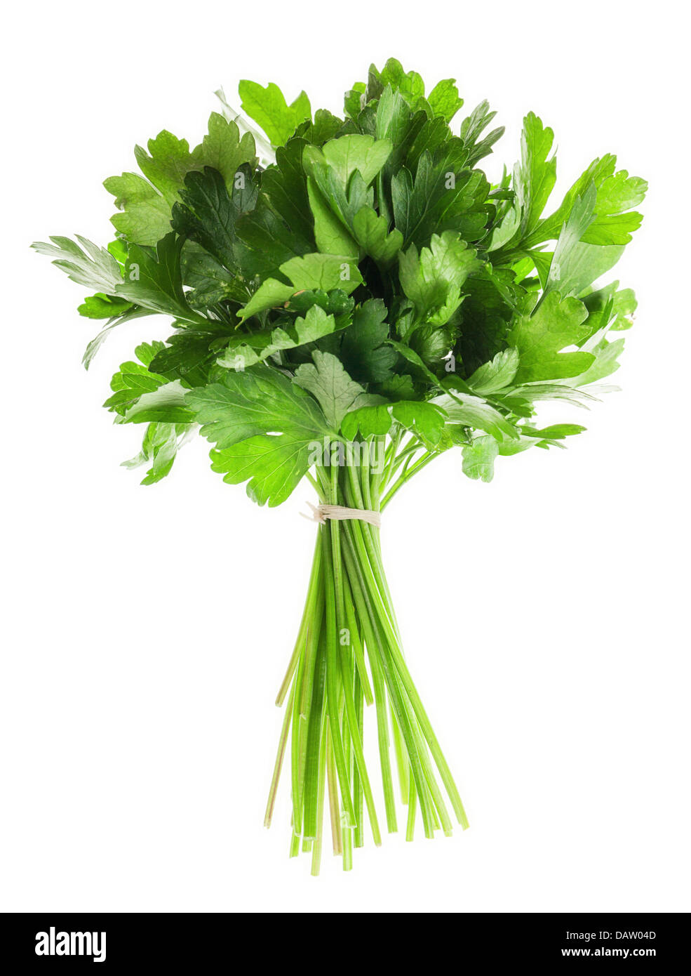 Bunch of fresh parsley isolated over white background Stock Photo