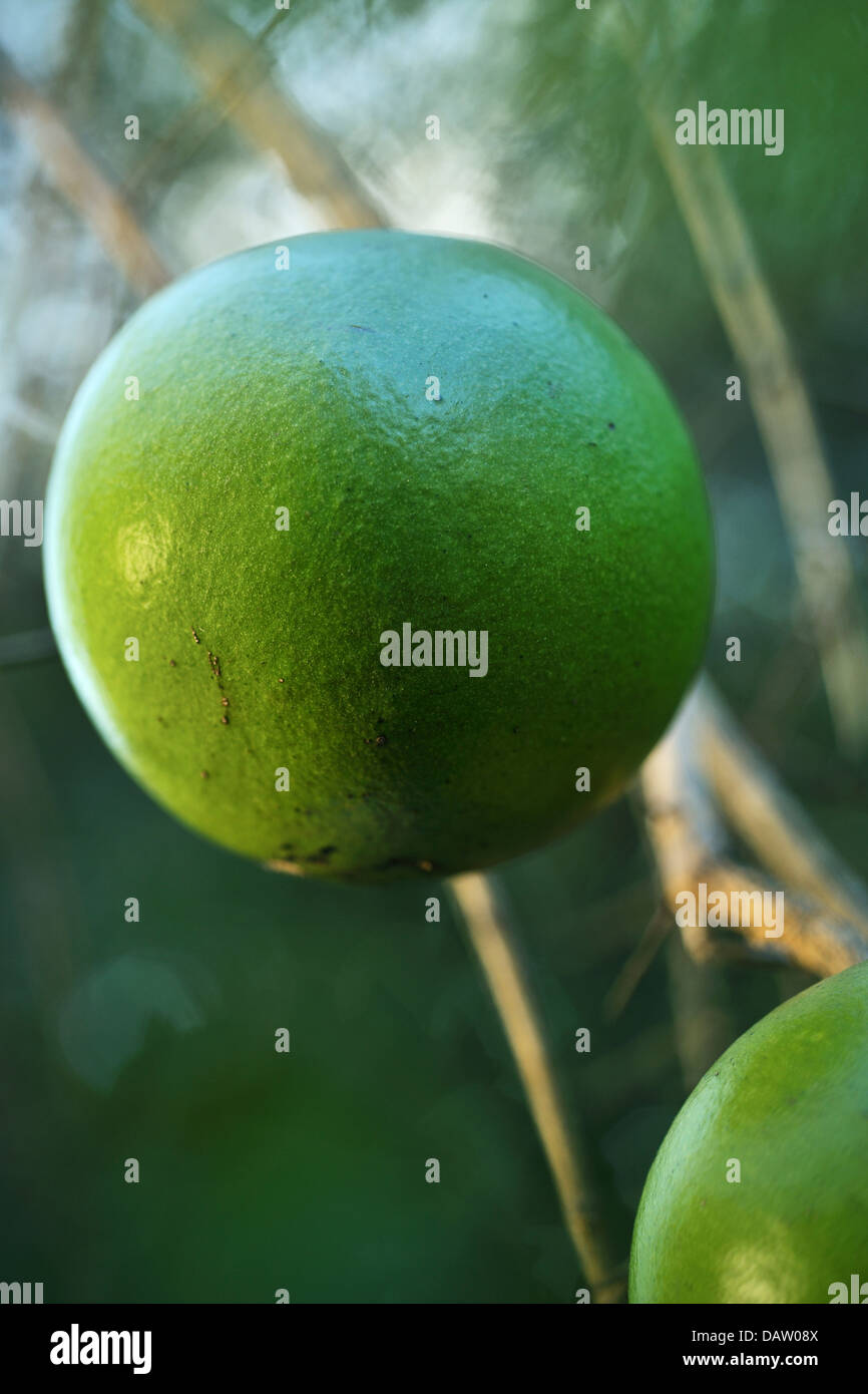 Green monkey orange fruit in the Tembe Elephant Reserve, South Africa ...