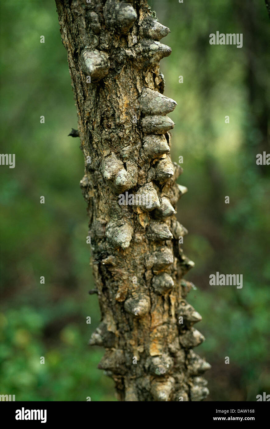 Knobthorn tree hires stock photography and images Alamy