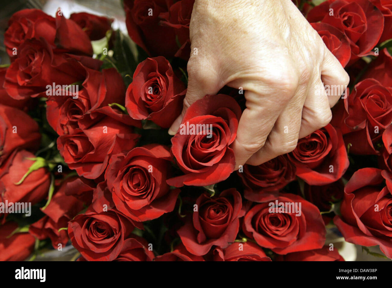 A salesperson grabs a rose from Columbia in a wholesale flower market in Hamburg, Germany, Monday, 12 February 2007. German flower shops prepare for Valentine's Day (February 14th), which lovers traditionally celebrate to express their love for each other; presenting amongst others Valentine's flowers. Photo: Sebastian Widmann Stock Photo
