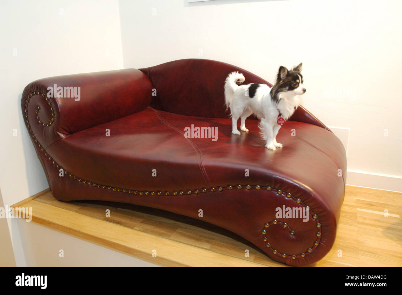 leather couch with pets