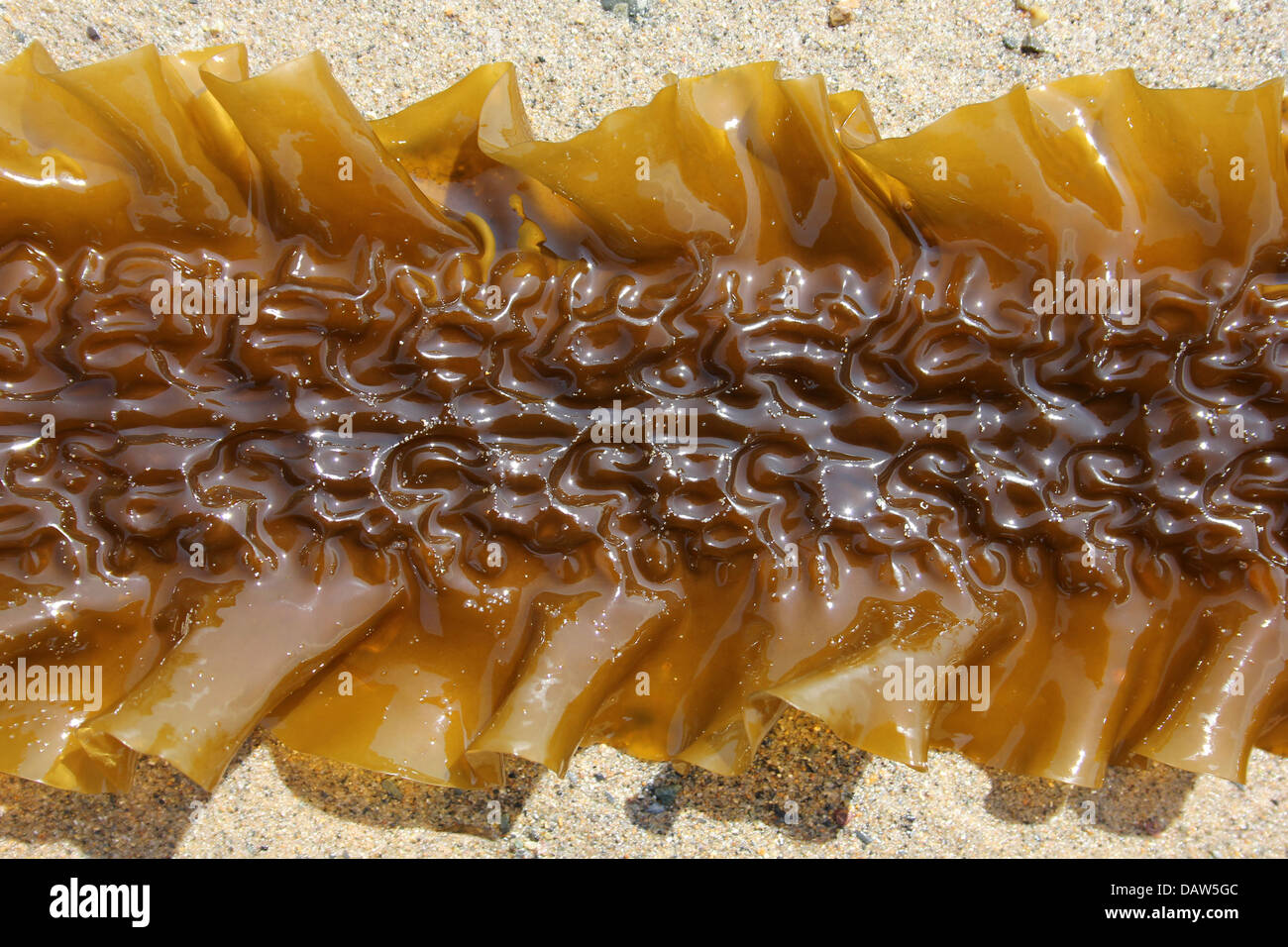 Sea Belt Saccharina latissima Stock Photo Alamy