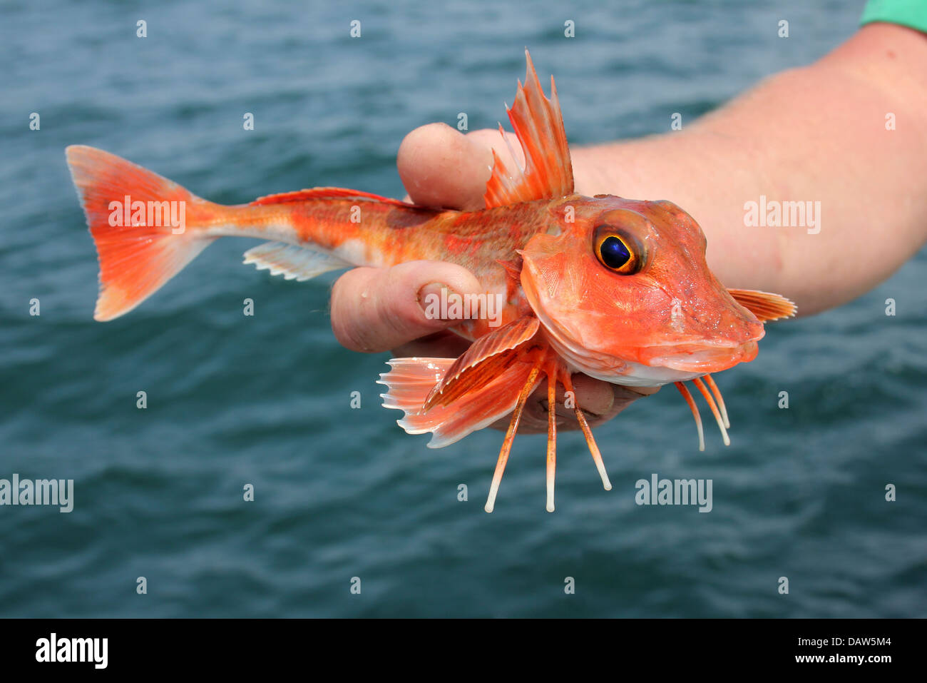 Red Gurnard Aspitrigla Cuculus Stock Photo Alamy