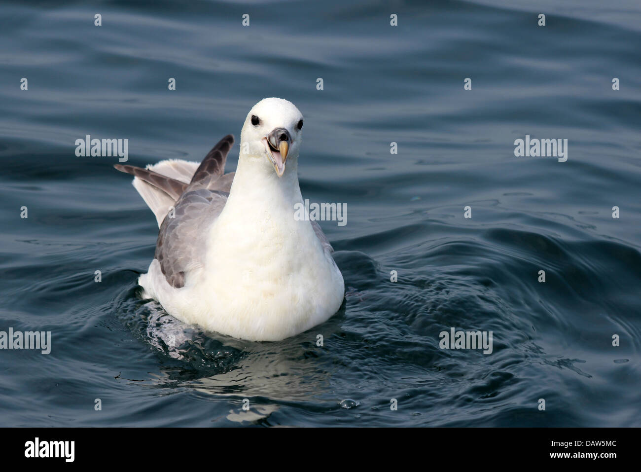 Northern Fulmar Fulmarus glacialis Stock Photo