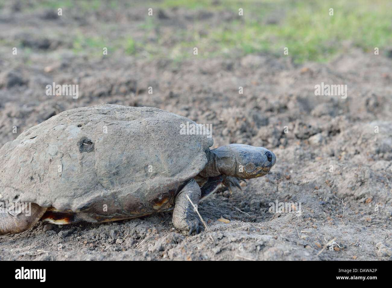Common African Helmeted Turtle - Marsh Terrapin - Crocodile Turtle (Pelomedusa subrufa) on the way between two puddles Stock Photo