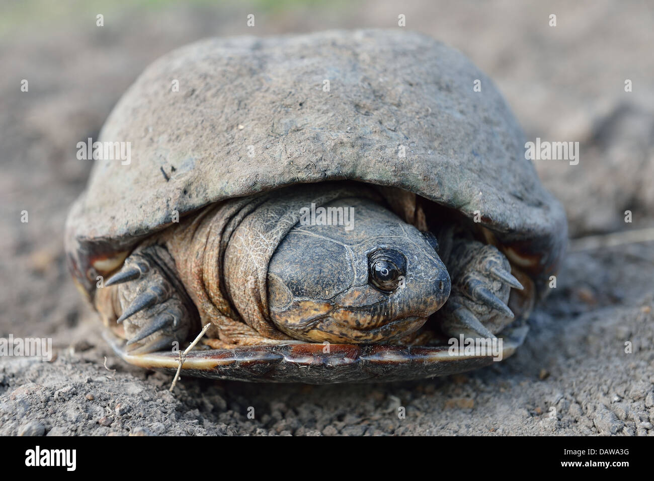 Common African Helmeted Turtle - Marsh Terrapin - Crocodile Turtle (Pelomedusa subrufa) on the way between two puddles Stock Photo