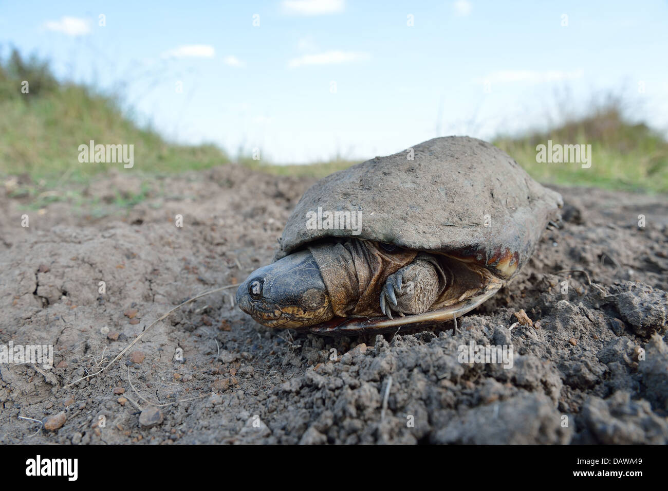 Common African Helmeted Turtle - Marsh Terrapin - Crocodile Turtle (Pelomedusa subrufa) on the way between two puddles Stock Photo