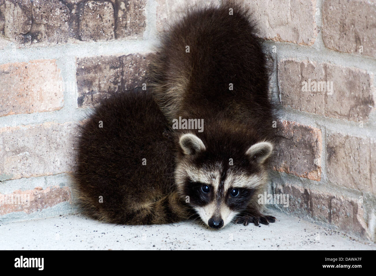 Baby racoons cowering in a corner on the porch of a brick home near Grand Ledge, Michigan, USA. Stock Photo
