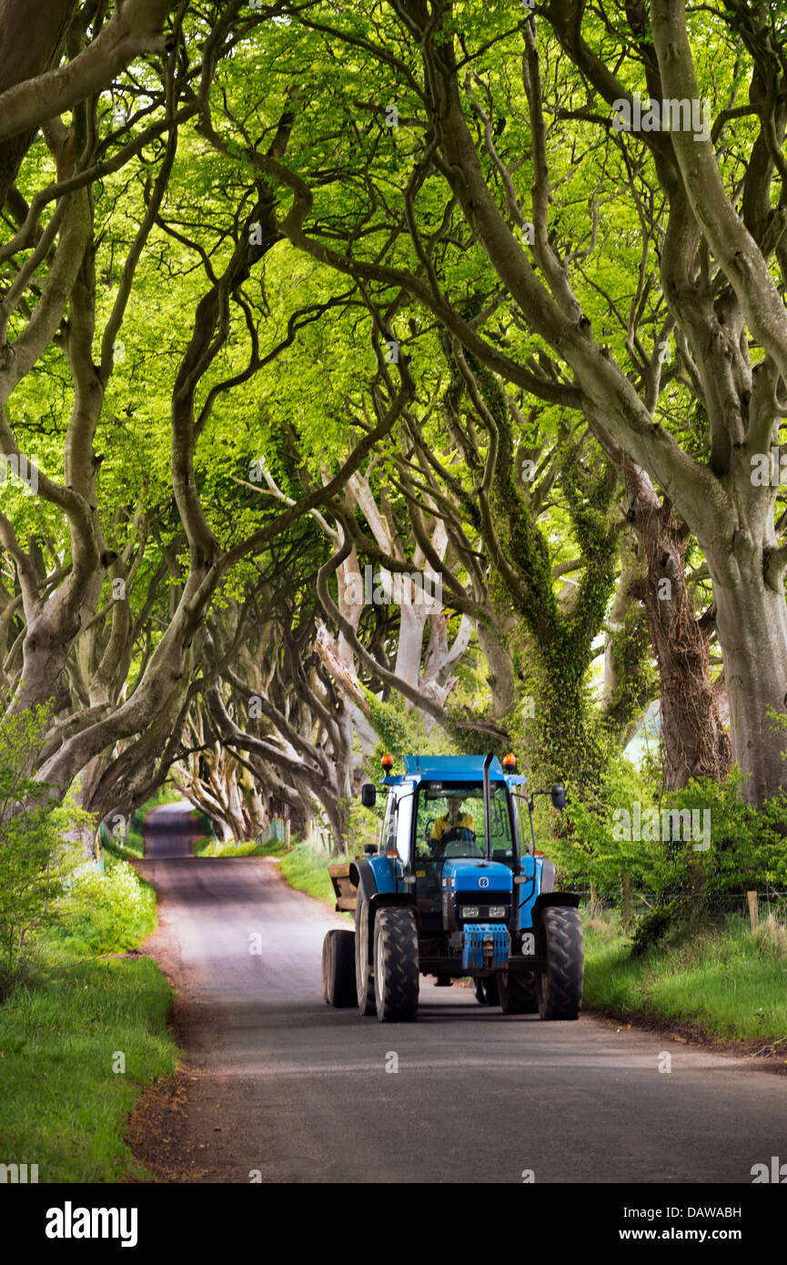 Tractor travels through The Dark Hedges, Bregagh Road, Ballymoney, County Antrim, Northern Ireland, UK Stock Photo
