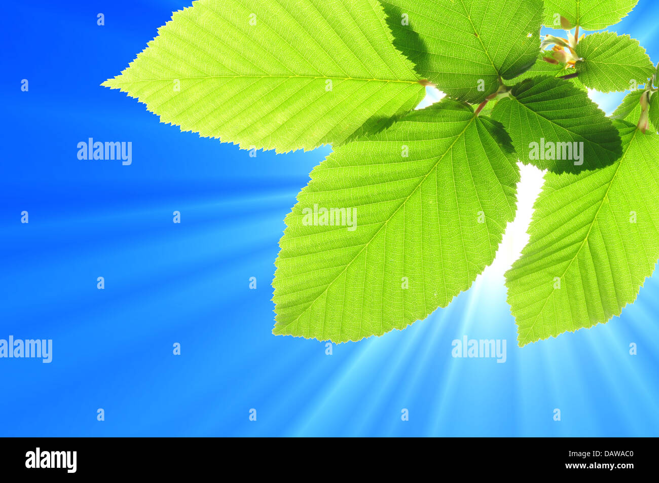 blue sky and leaf Stock Photo - Alamy
