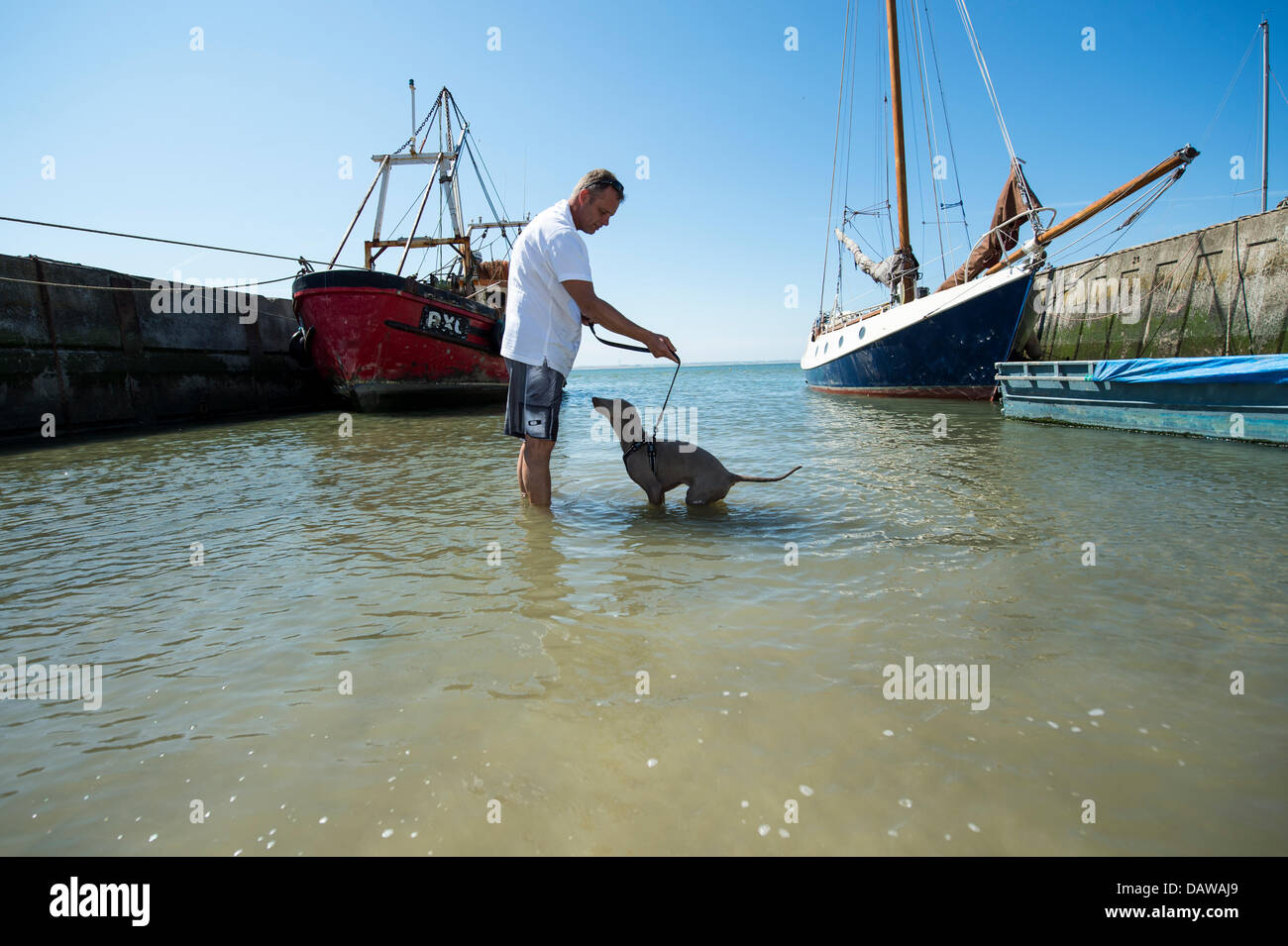 Old Leigh, Essex. 19th July, 2013. A dog takes a cooling paddle with its owner in the sea between two boats at the quay. Old Leigh is looking at another day of 25C and light breeze. Credit:  Allsorts Stock Photo/Alamy Live News Stock Photo