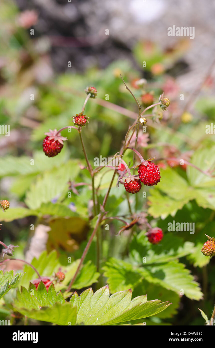 Wild strawberry plants the originator to modern day mass produced varieties in mid summer Stock Photo