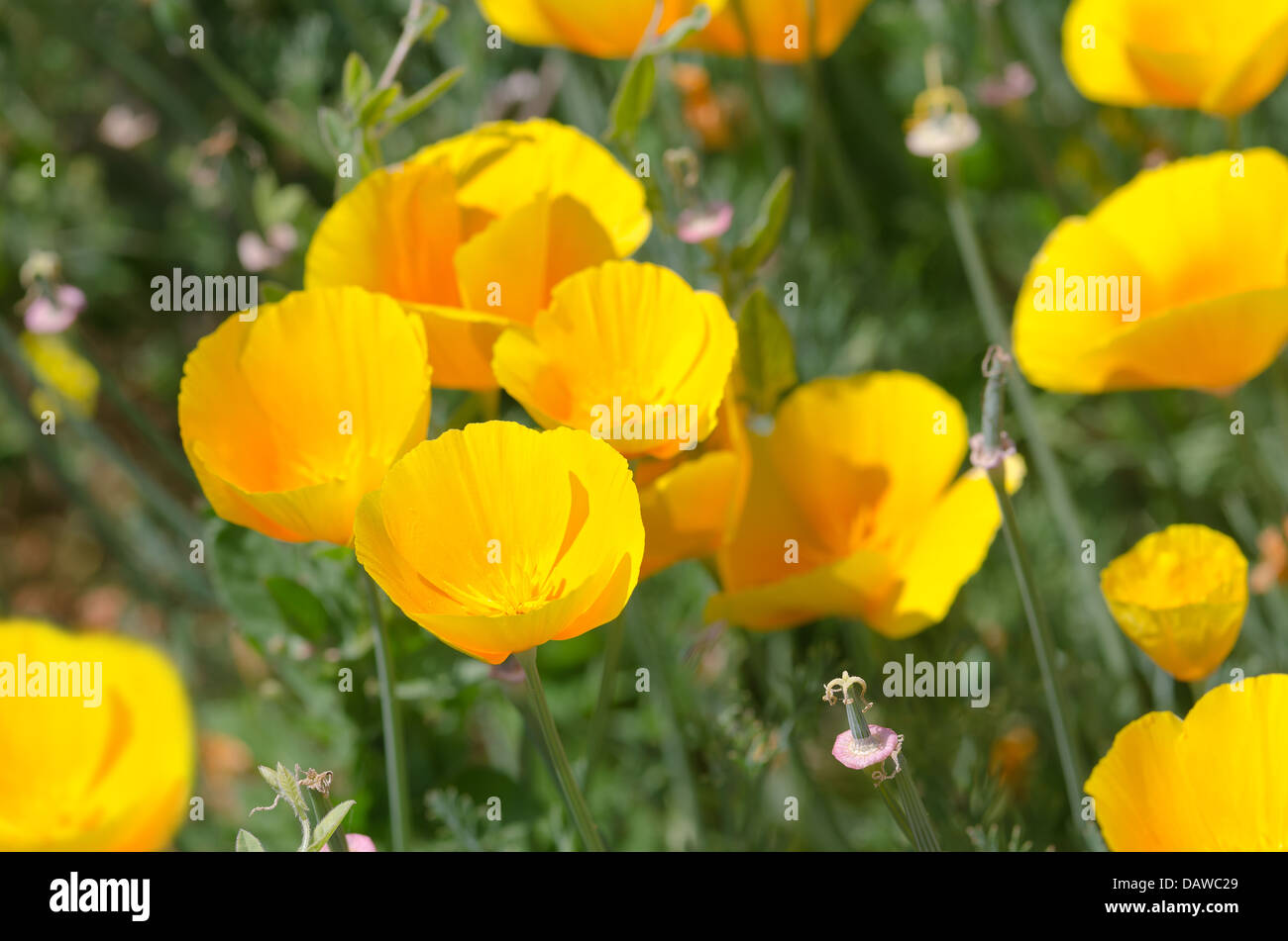 Californian poppies cups of gold in sunshine single pure tone through petals with seed pods of older flowers Stock Photo