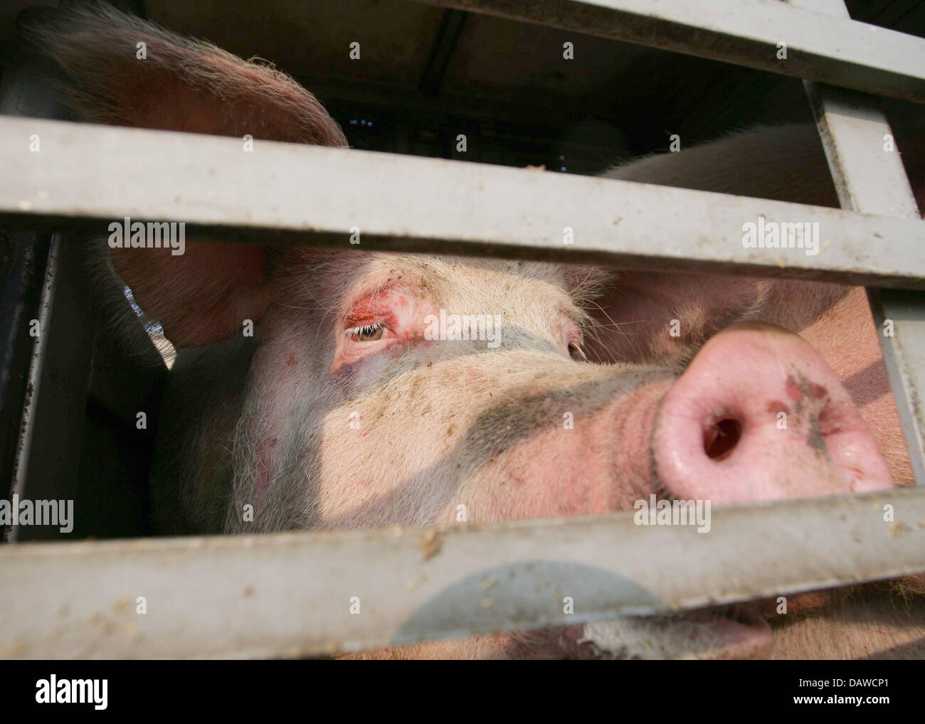 Pigs look through a gap of the rear tailboard of a cattle truck which had been involved in an accident on motorway A2 near Wunstorf, Germany, Friday 30 March 2007. The driver of the pigs transporter swung off the road near Kolenfeld and tipped over, according to statements made by the police. The animals remained trapped in the vehicle for a while before firemen freed them and put  Stock Photo