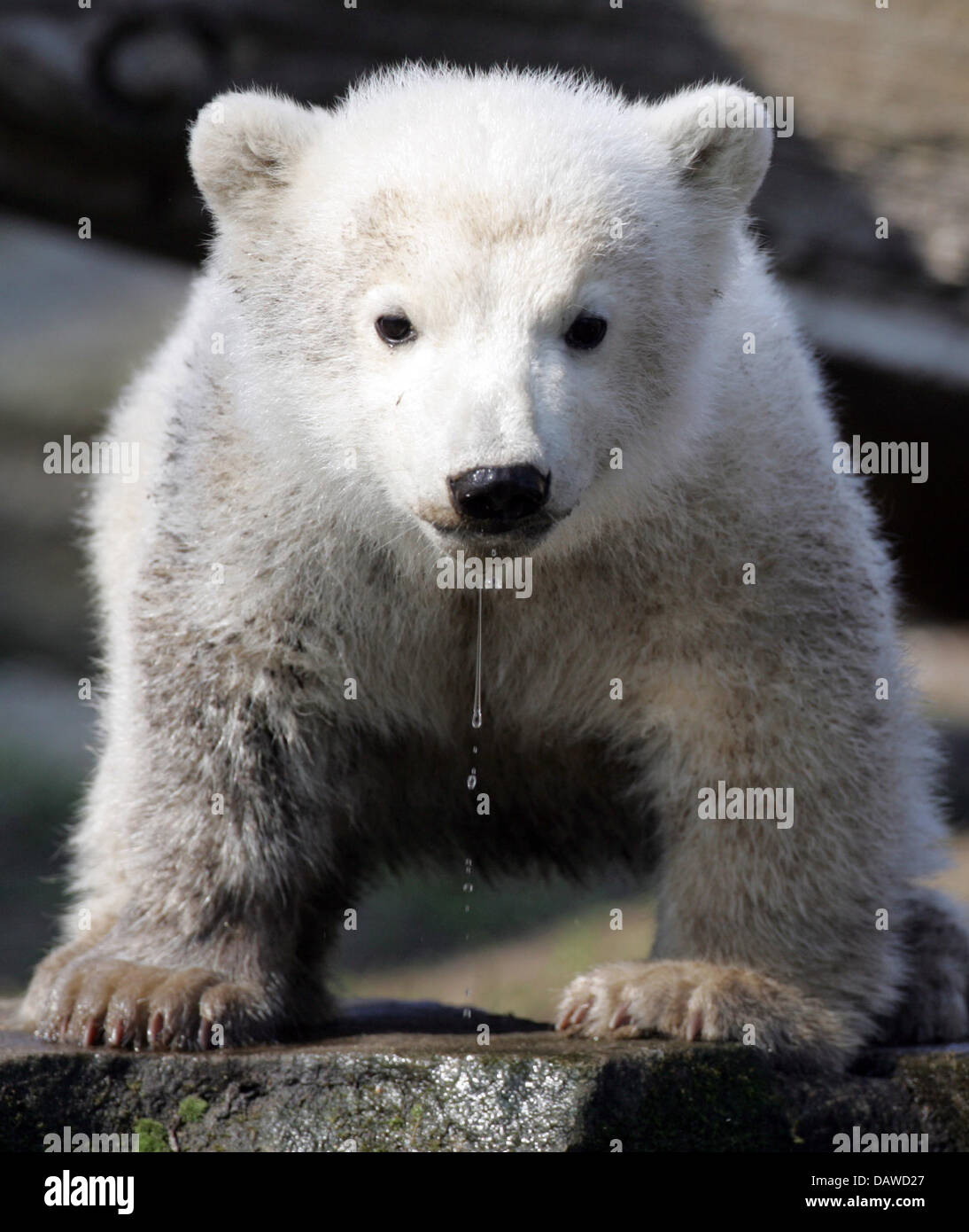 Cub Germany Polar bear cub 'Knut' pictured at the zoo Berlin, Germany, Friday, 30 ...
