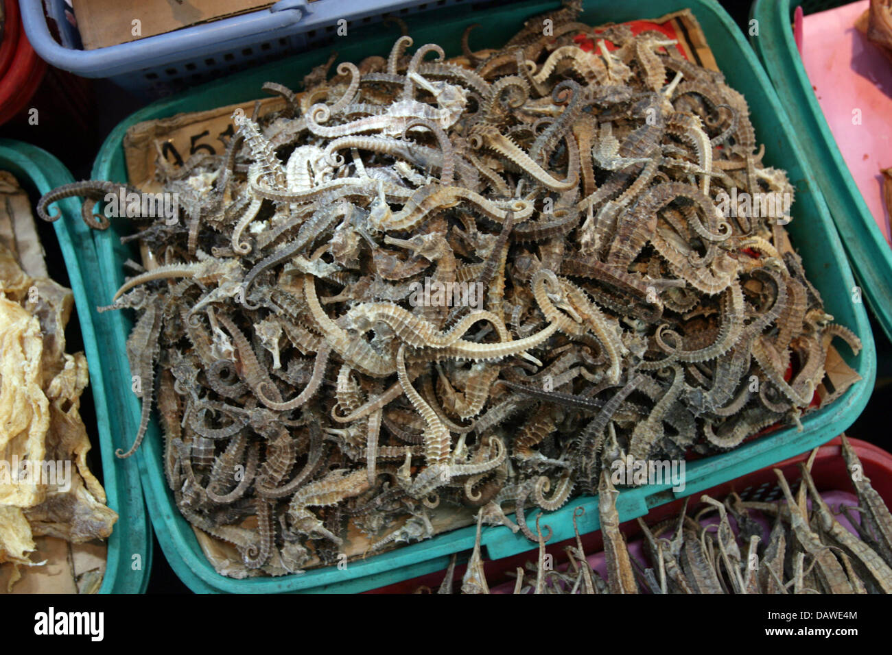 Dried seahorses are for sale to be used in the Traditional Chinese