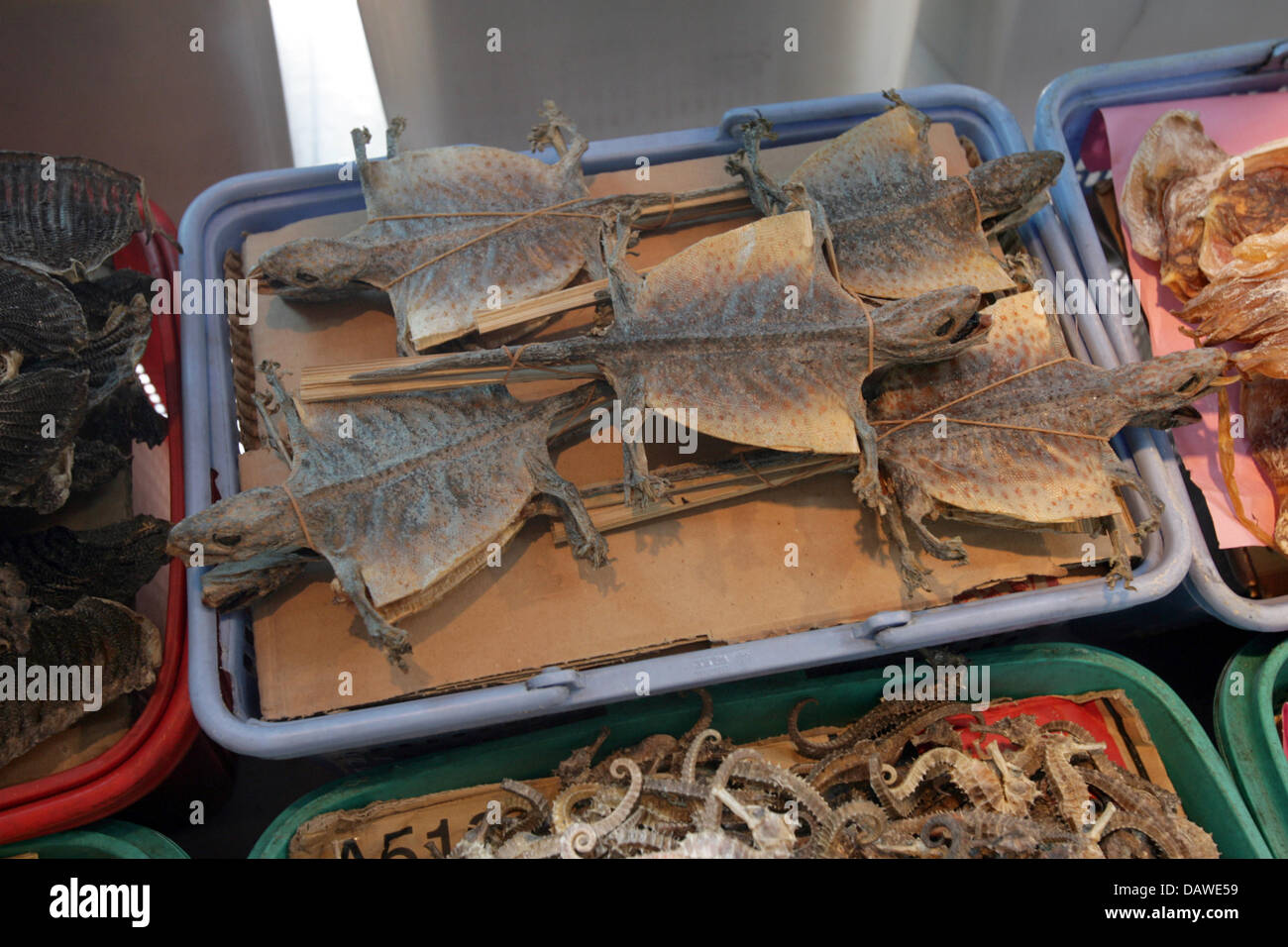 Dried bats used in the Traditional Chinese medicine (TCM) are for sale