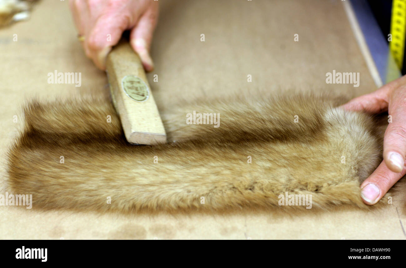 A furrier combs sable fur in the 'Slupinski' fur fashion factory on Koenigsallee in Duesseldorf, Germany, 12 January 2007. The Slupinski brothers create individual items for their customers in Duesseldorf or St. Moritz. Photo: Rolf Vennenbernd Stock Photo