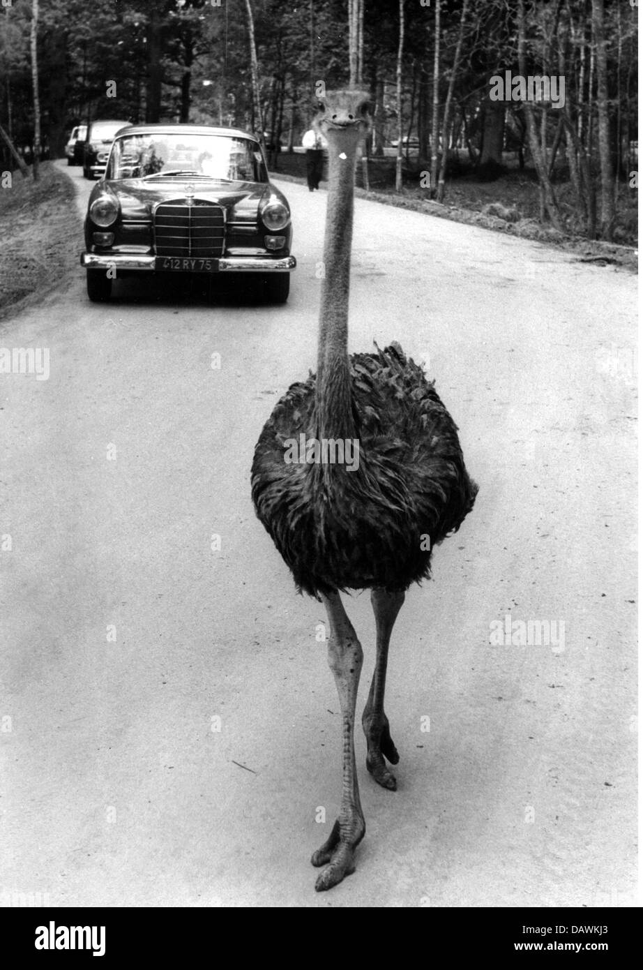 zoology, zoo, Chateau de Thoiry, Yvelines, France, game reserve for African animals, ostrich (Struthio Camelus) on a road, 9.5.1968, Additional-Rights-Clearences-Not Available Stock Photo