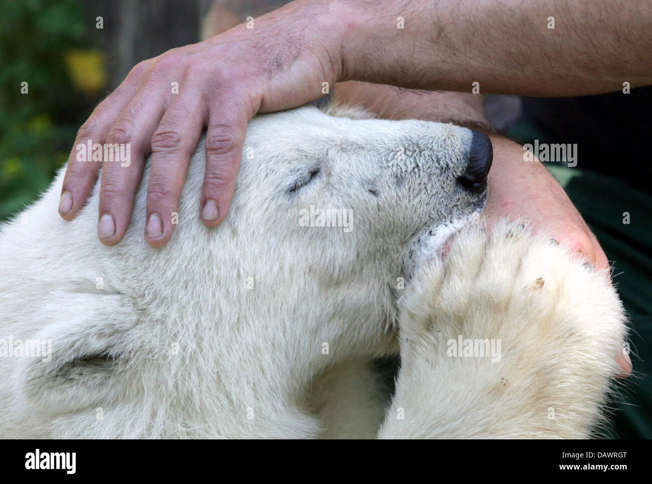 Polar bear 'Knut' enjoys sucking an arm in the zoo of Berlin, Germany, 11 June 2006. Photo: Arno Burgi Stock Photo