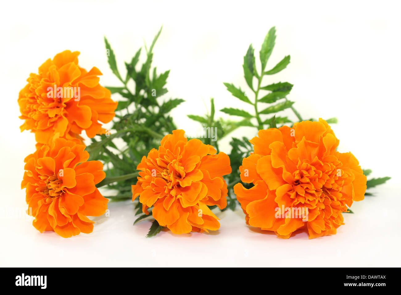 Tagetes flower and leaves against a white background Stock Photo - Alamy